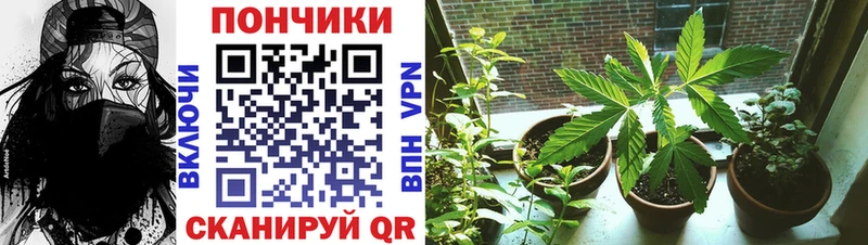 Конопля план  купить  сайты  Сенгилей 